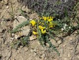 View full-size image Astragalus kopetdaghi