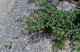 View full-size image Cotoneaster multiflorus