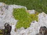 View full-size image Sedum oppositifolium