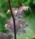 View full-size image Heuchera × hybrida