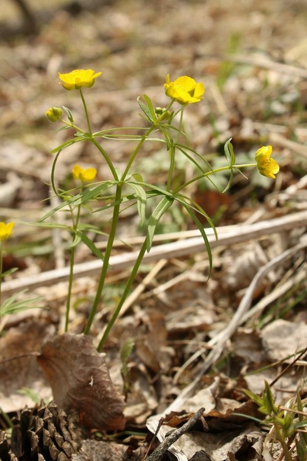 Изображение особи Ranunculus monophyllus.