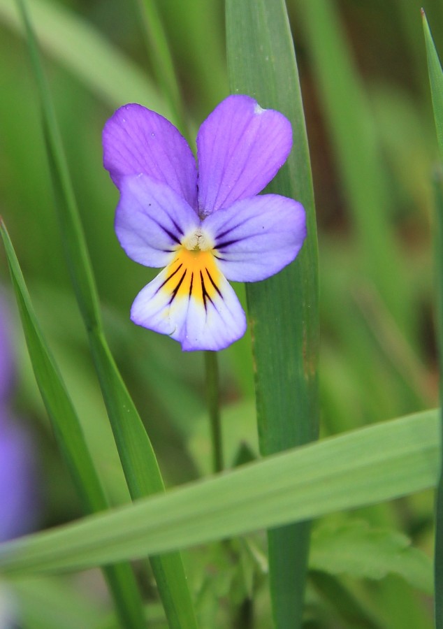 Image of Viola &times; contempta specimen.