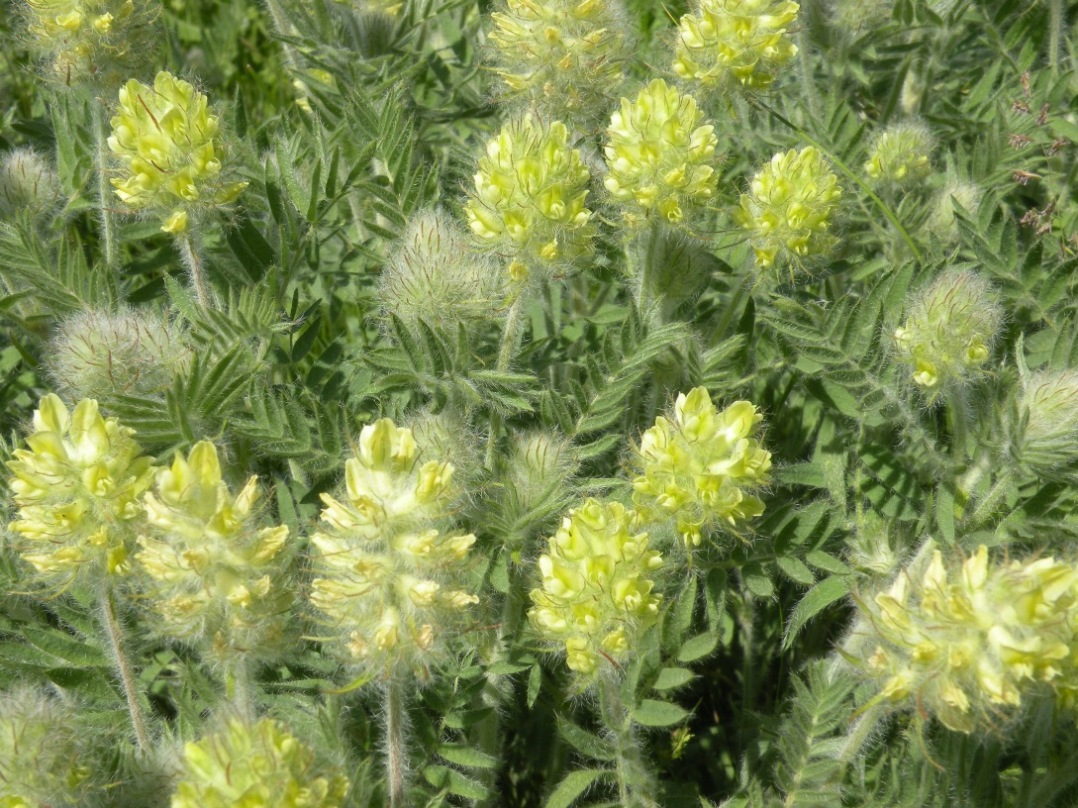 Image of Oxytropis pilosa specimen.