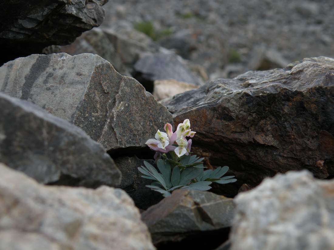 Image of Corydalis inconspicua specimen.