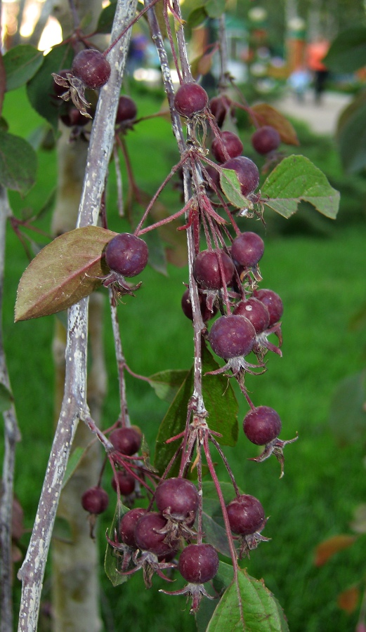 Image of Malus &times; purpurea specimen.