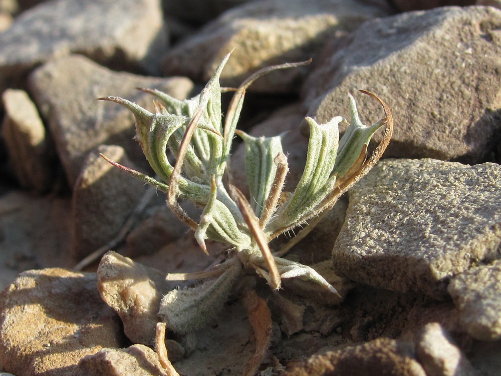 Image of Ceratocarpus arenarius specimen.