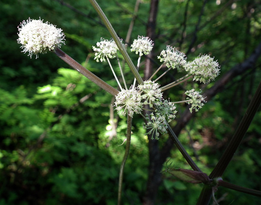 Изображение особи Angelica sylvestris.