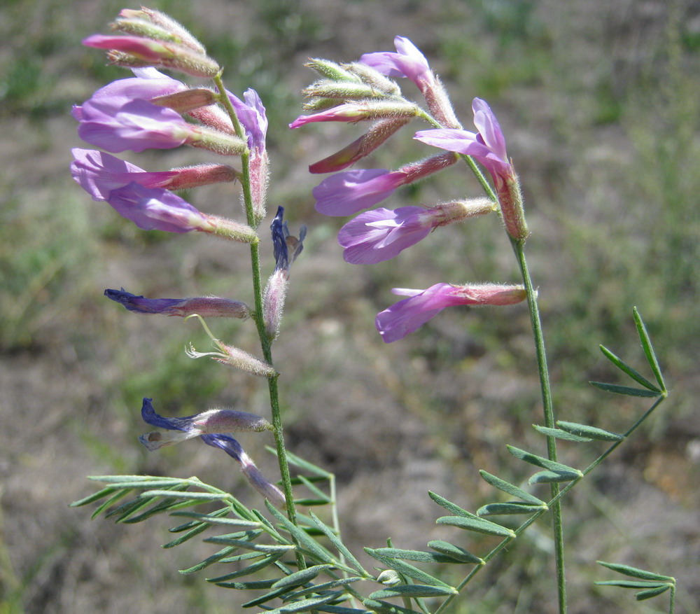 Image of Astragalus varius specimen.