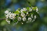 Cerasus vulgaris. Ветвь с соцветиями. Московская обл., Раменский р-н, окр. дер. Хрипань, садовый участок. 24.05.2011.