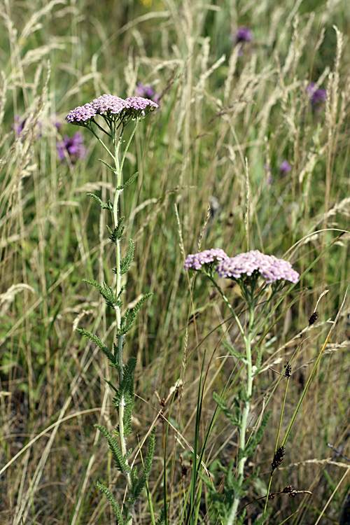 Image of Achillea asiatica specimen.