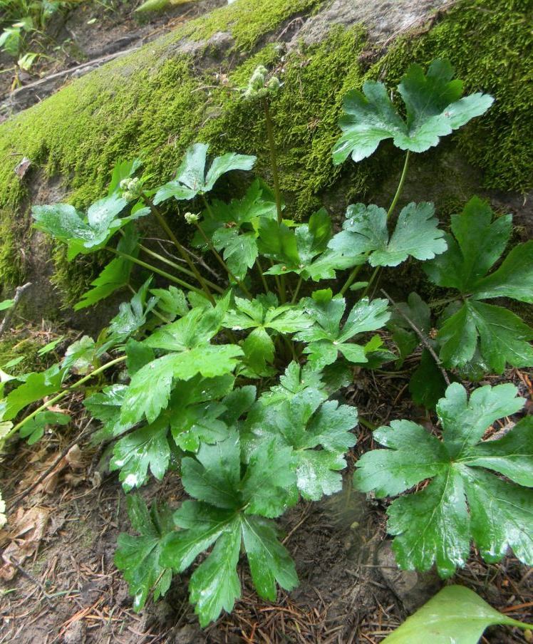 Image of Sanicula europaea specimen.