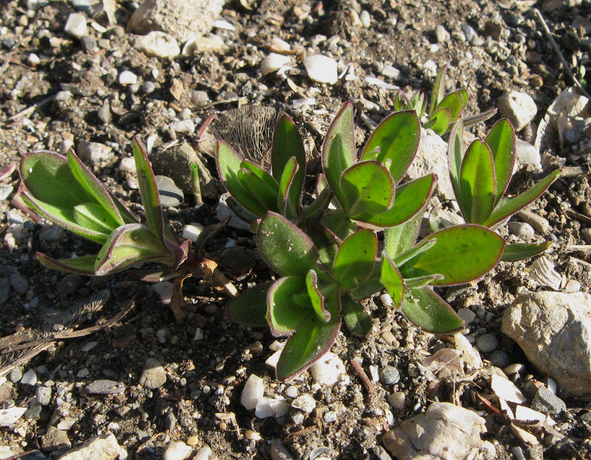 Image of Gypsophila perfoliata specimen.