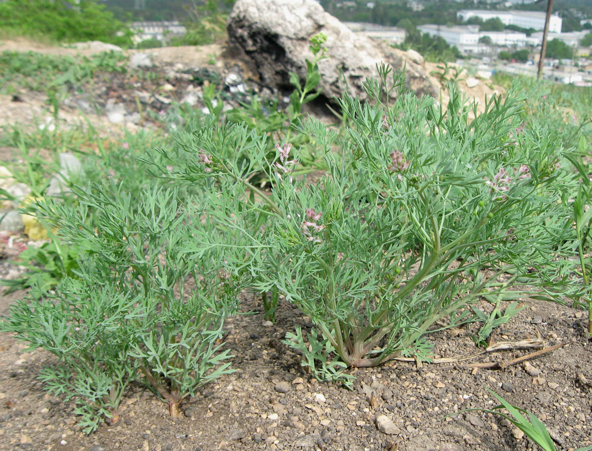 Image of Fumaria vaillantii specimen.