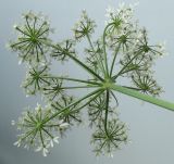 Heracleum sphondylium. Раскрывшееся соцветие (вид со стороны цветоножек). Германия, г. Кемпен, на лугу. 14.05.2012.