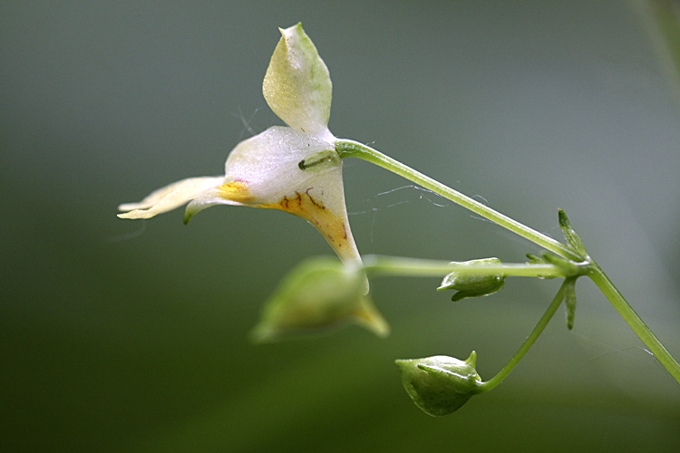 Image of Impatiens parviflora specimen.