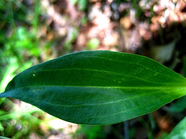 Image of Gentiana macrophylla specimen.