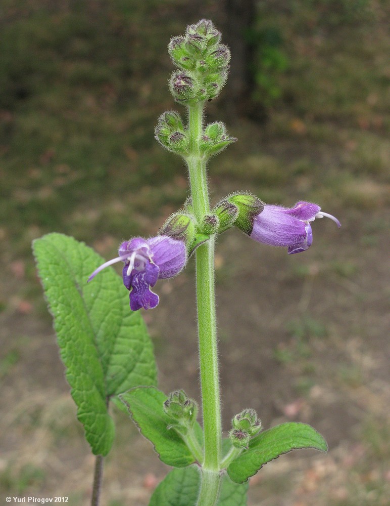 Изображение особи Salvia przewalskii.