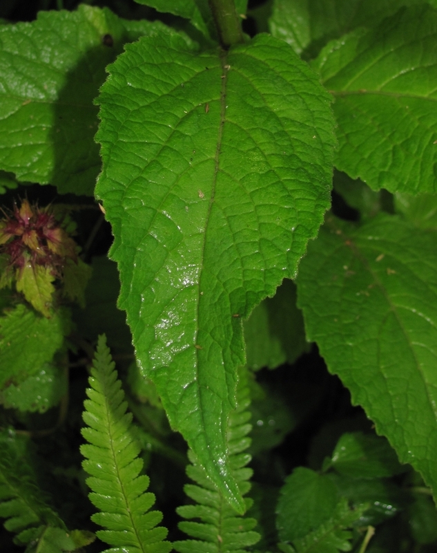 Image of Campanula latifolia specimen.