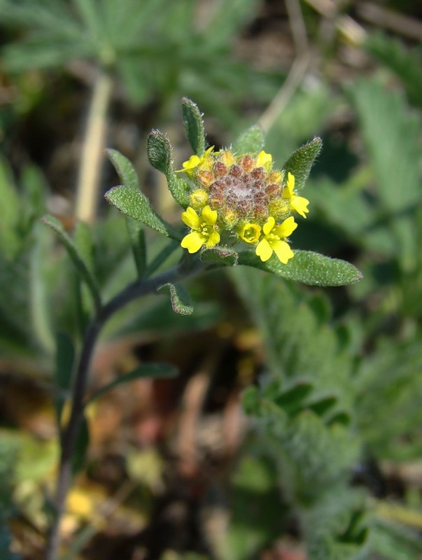 Image of Alyssum turkestanicum var. desertorum specimen.