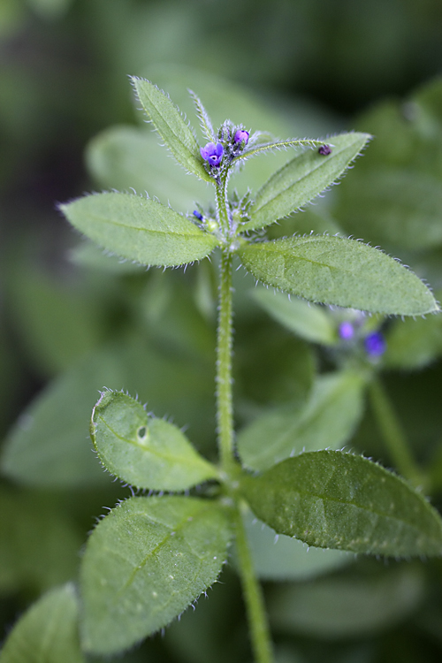 Image of Asperugo procumbens specimen.