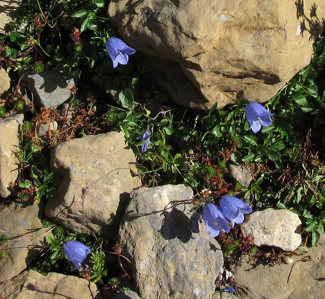 Image of genus Campanula specimen.