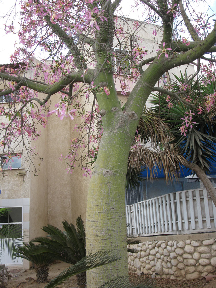 Image of Ceiba speciosa specimen.