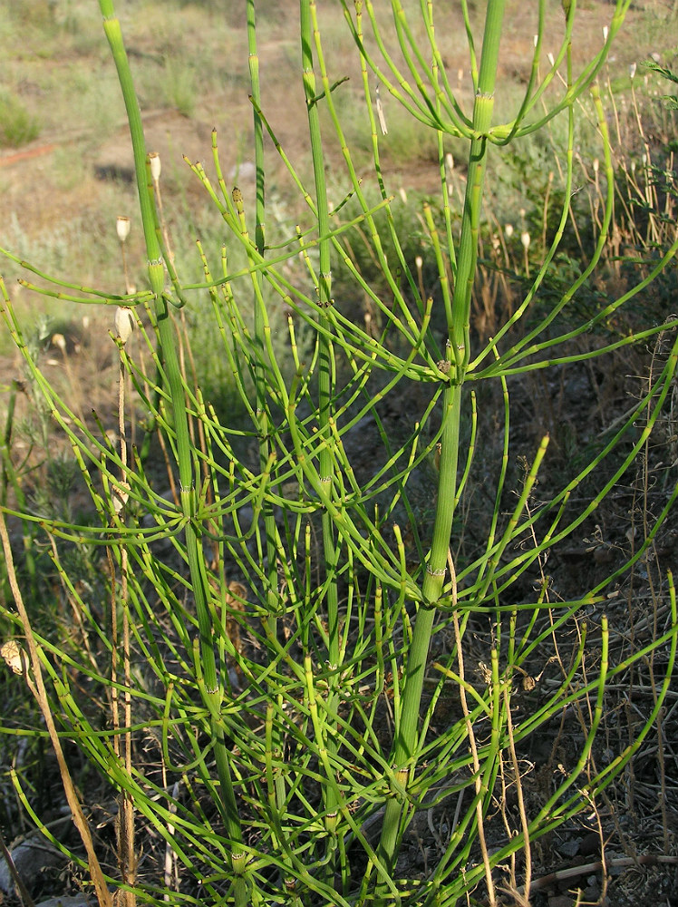 Изображение особи Equisetum ramosissimum.