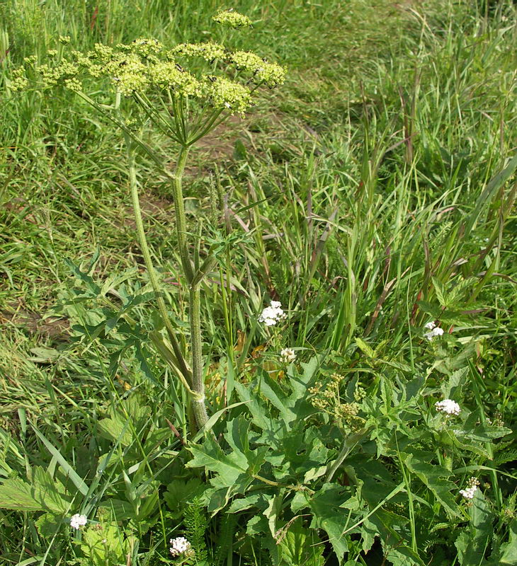 Image of Heracleum sibiricum specimen.