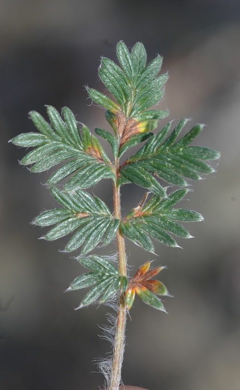 Изображение особи Potentilla sericea.