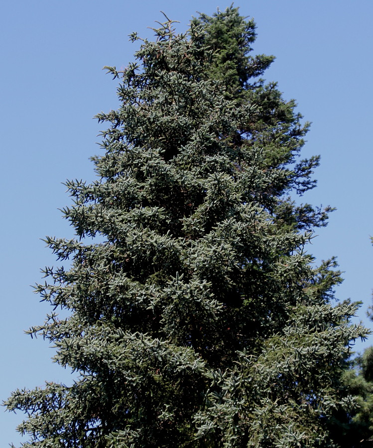 Image of Abies pinsapo specimen.