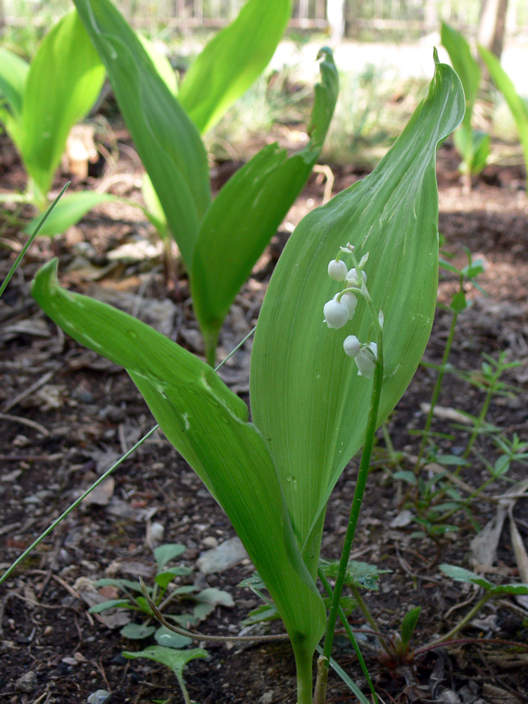 Image of Convallaria majalis specimen.