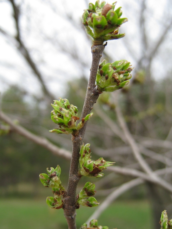 Изображение особи Ulmus japonica.