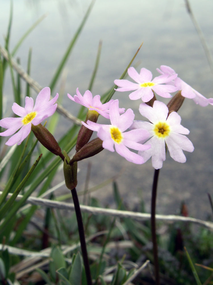 Image of Primula pamirica specimen.