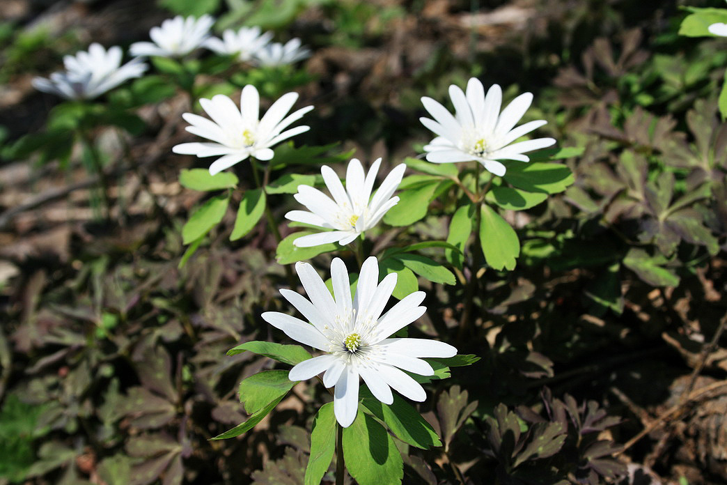 Image of Anemone raddeana specimen.