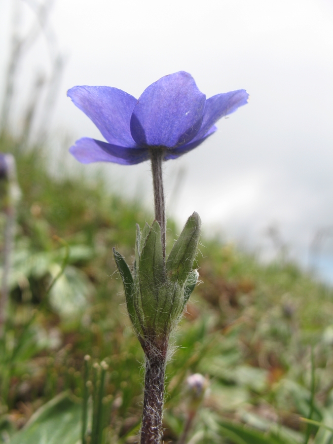 Изображение особи Anemonastrum demissum.