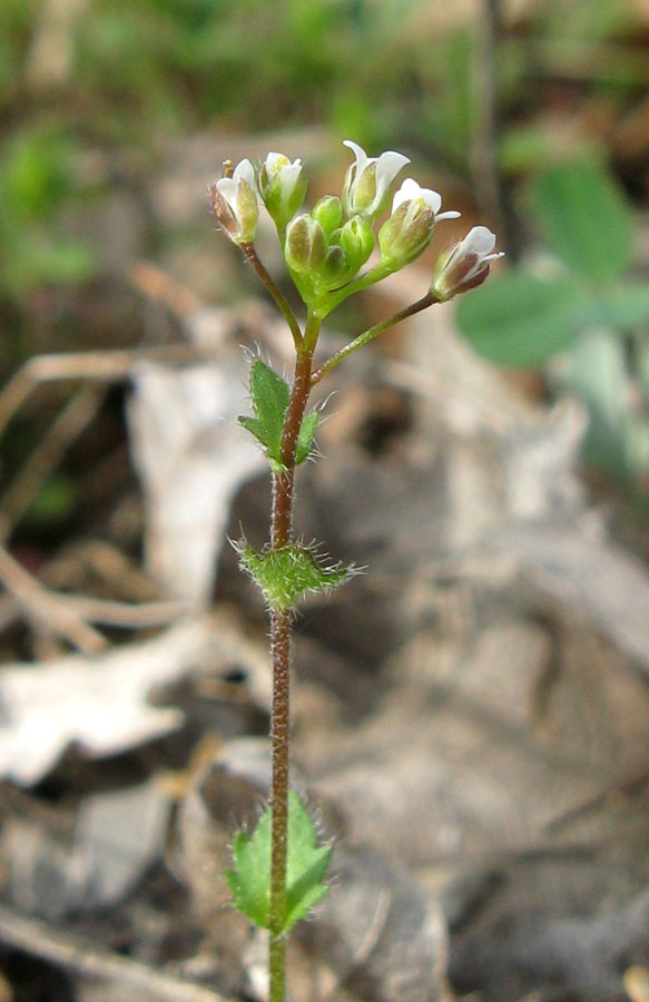 Image of Draba muralis specimen.