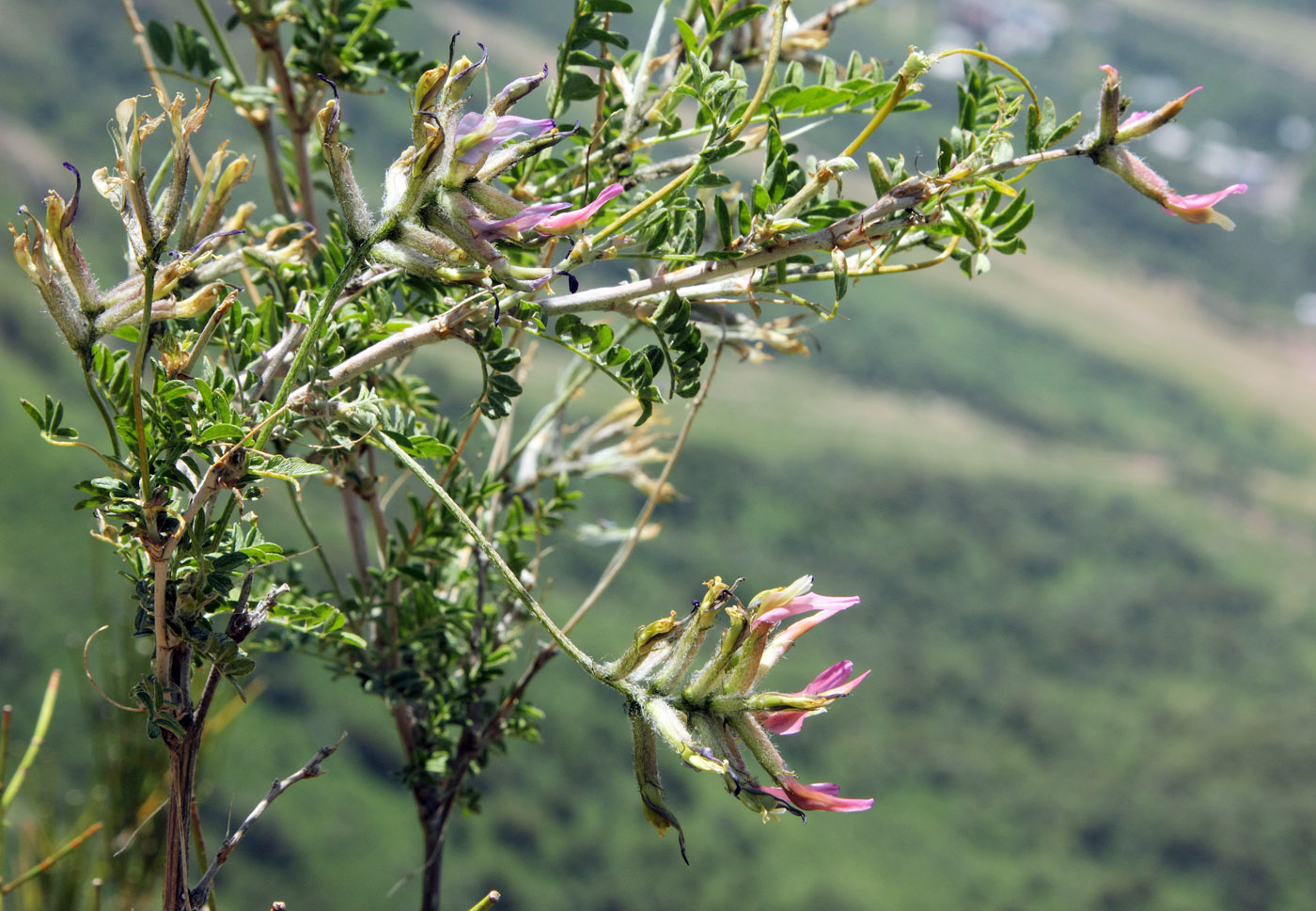 Image of Astragalus variegatus specimen.