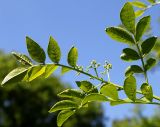 Zanthoxylum armatum