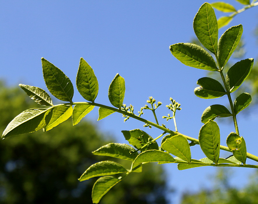 Image of Zanthoxylum armatum specimen.