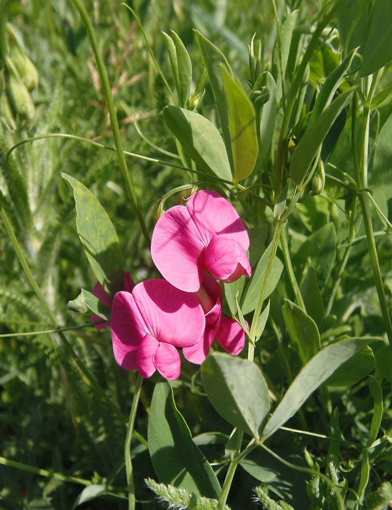 Image of Lathyrus tuberosus specimen.