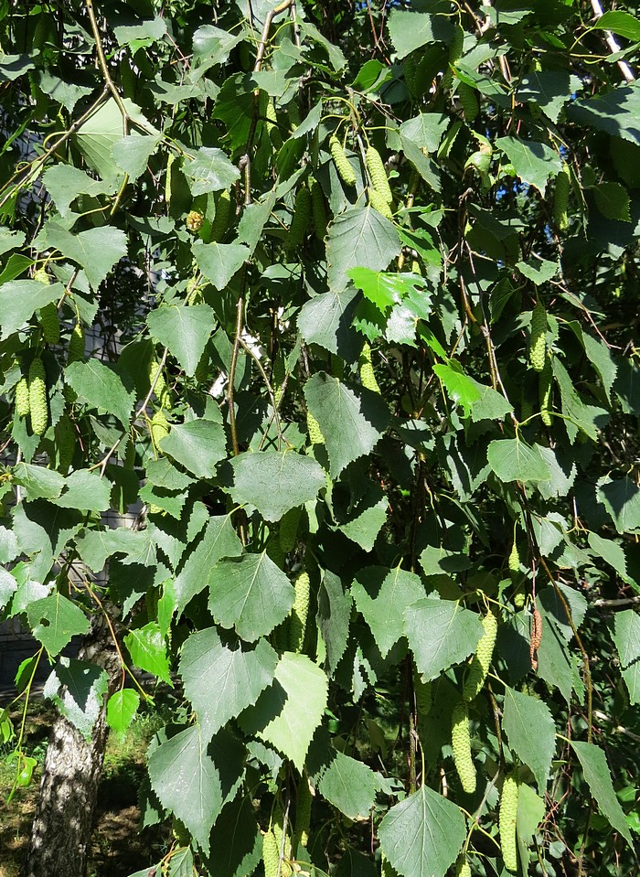 Image of Betula pendula specimen.