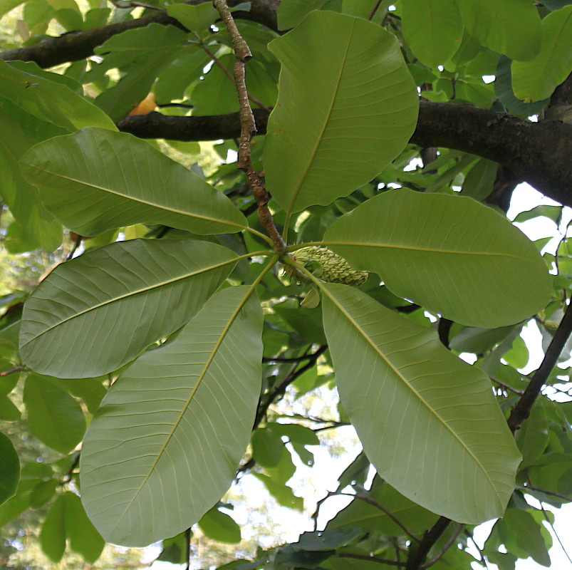 Изображение особи Magnolia hypoleuca.