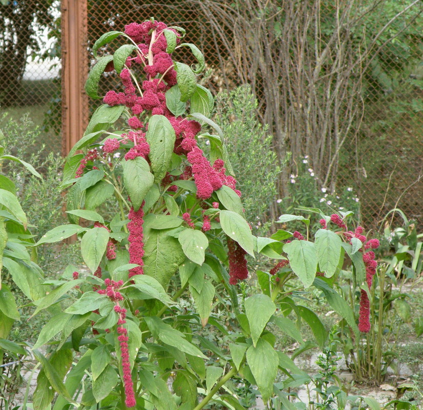 Изображение особи Amaranthus caudatus.