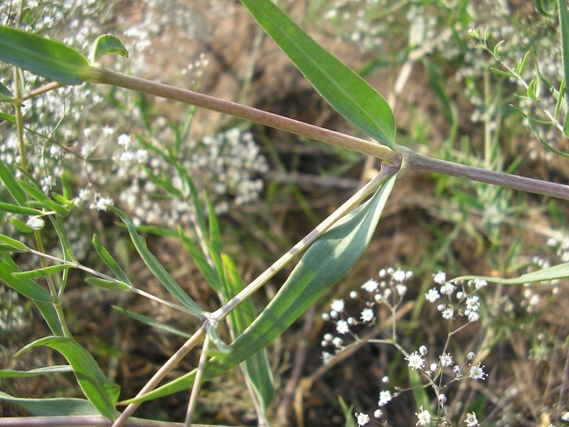 Image of Gypsophila paniculata specimen.