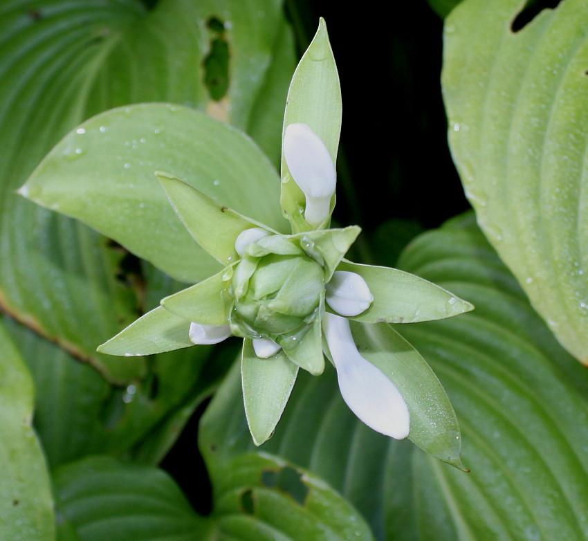 Image of Hosta plantaginea specimen.