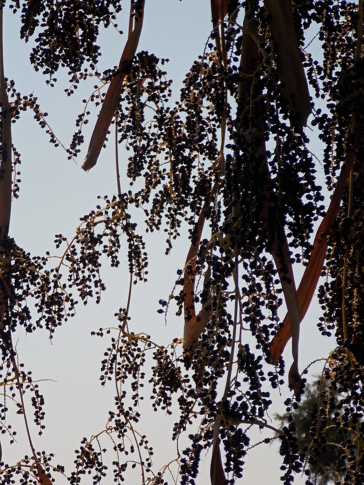 Image of Washingtonia filifera specimen.