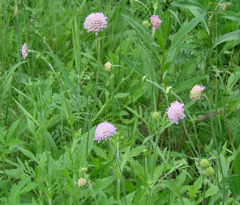 Image of Knautia arvensis specimen.