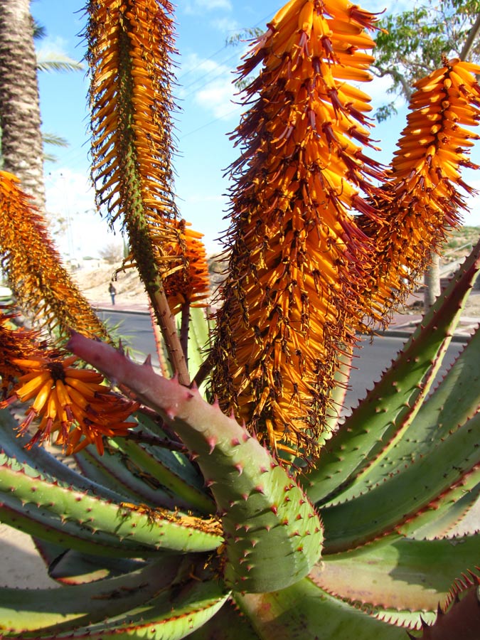 Image of Aloe ferox specimen.