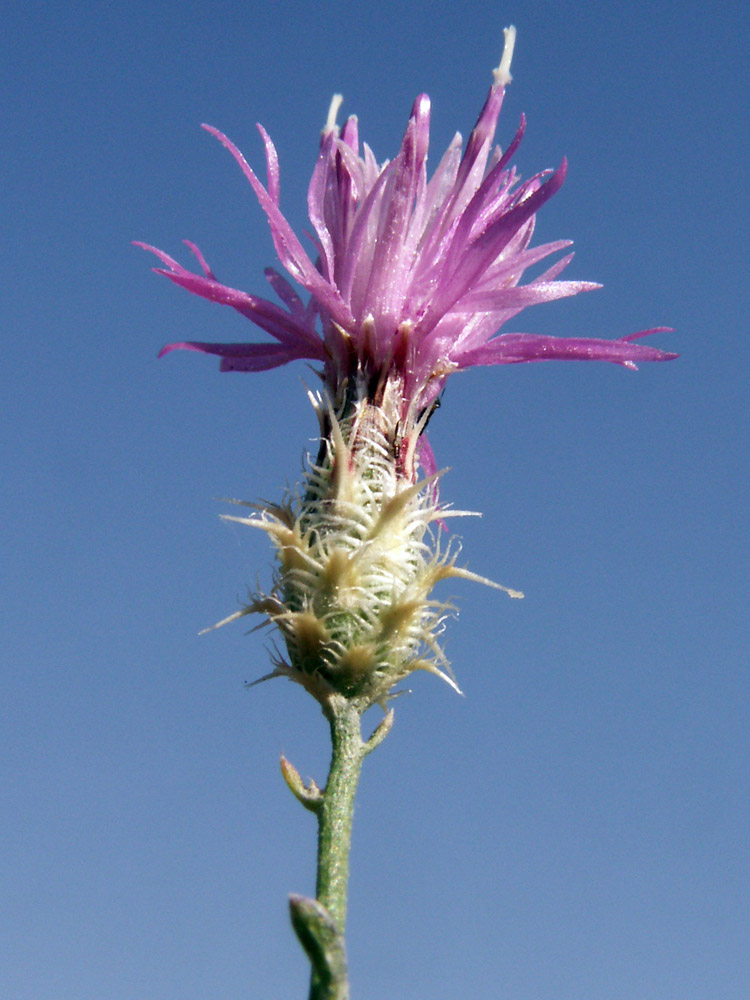 Изображение особи Centaurea pseudosquarrosa.