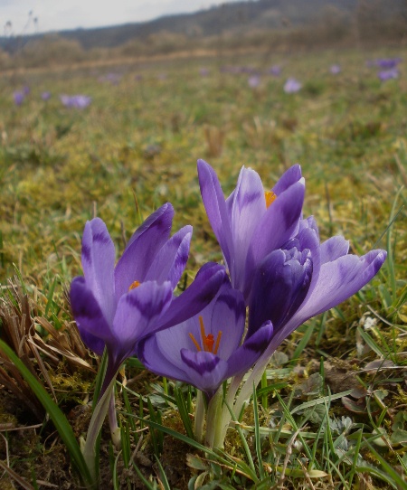 Изображение особи Crocus heuffelianus.